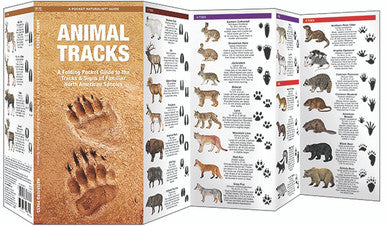 Animal Tracks