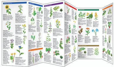 Medicinal Plants