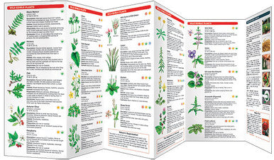 Edible Plants Of The Eastern Woodlands