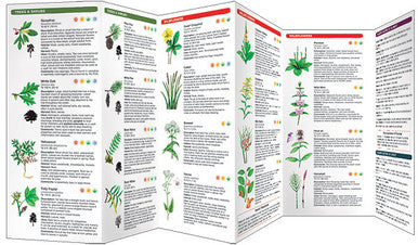 Medicinal Plants Of The Eastern Woodlands